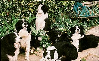 Group of dogs at a foster home