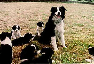 Unwanted hot sale border collies