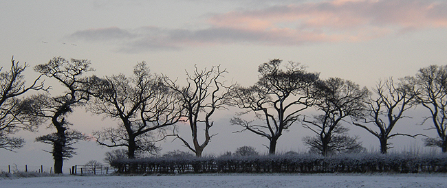 Trees in winter